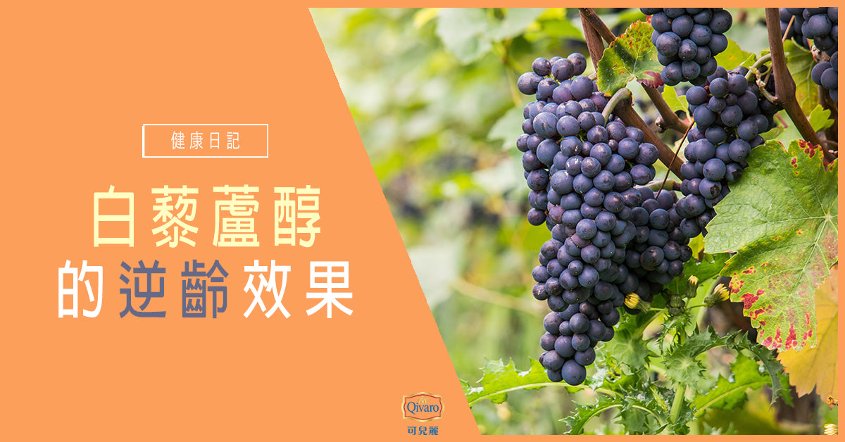 Qivaro健康日記【免疫系統 | 白藜蘆醇的逆齡效果】